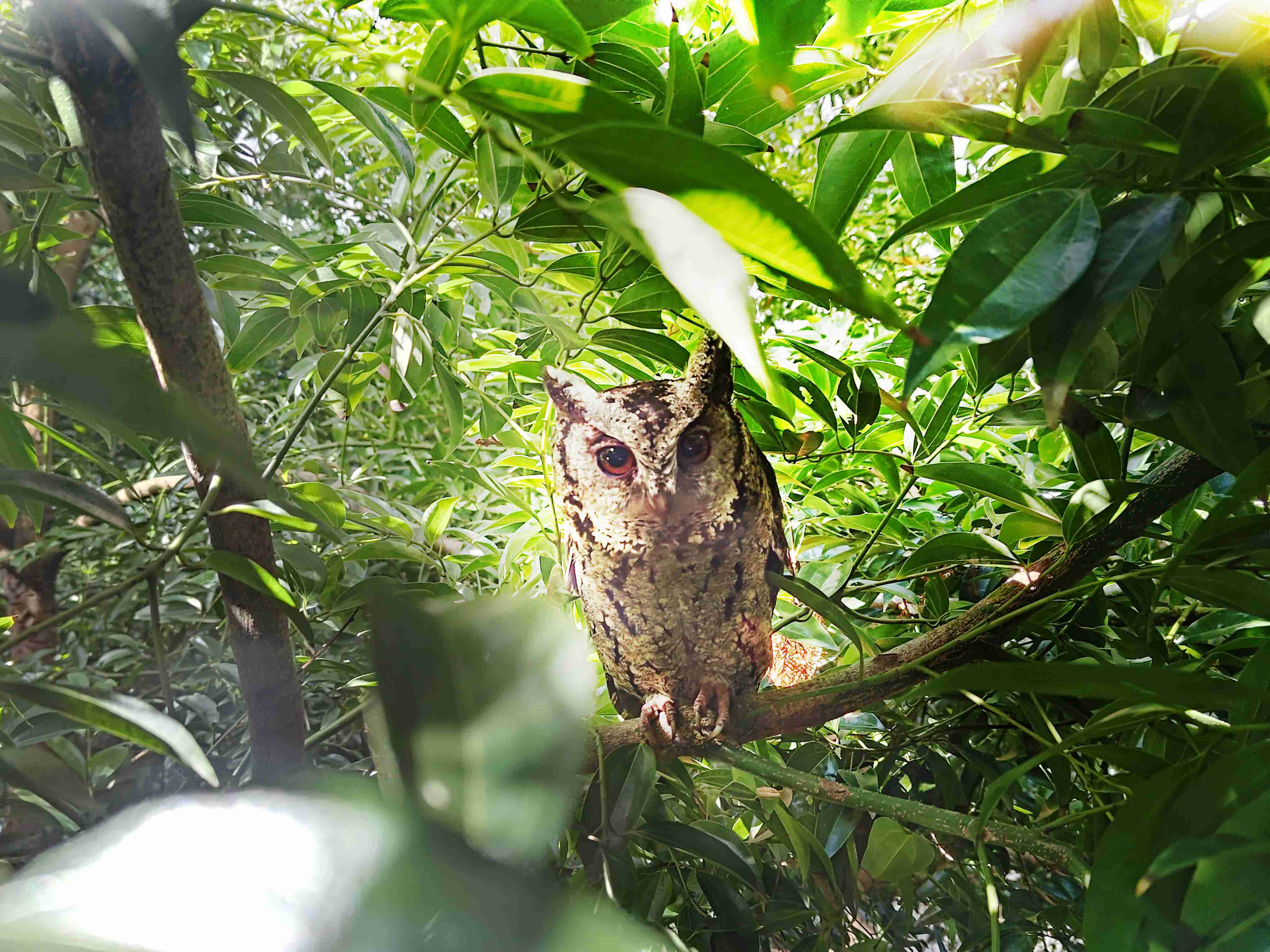 OBPay致力提倡净零绿生活，，16年以来在全球各厂区植树逾百万棵，，造就各厂区树木蔚然成林，，犹如森林工厂，，，成为许多生物的栖息地